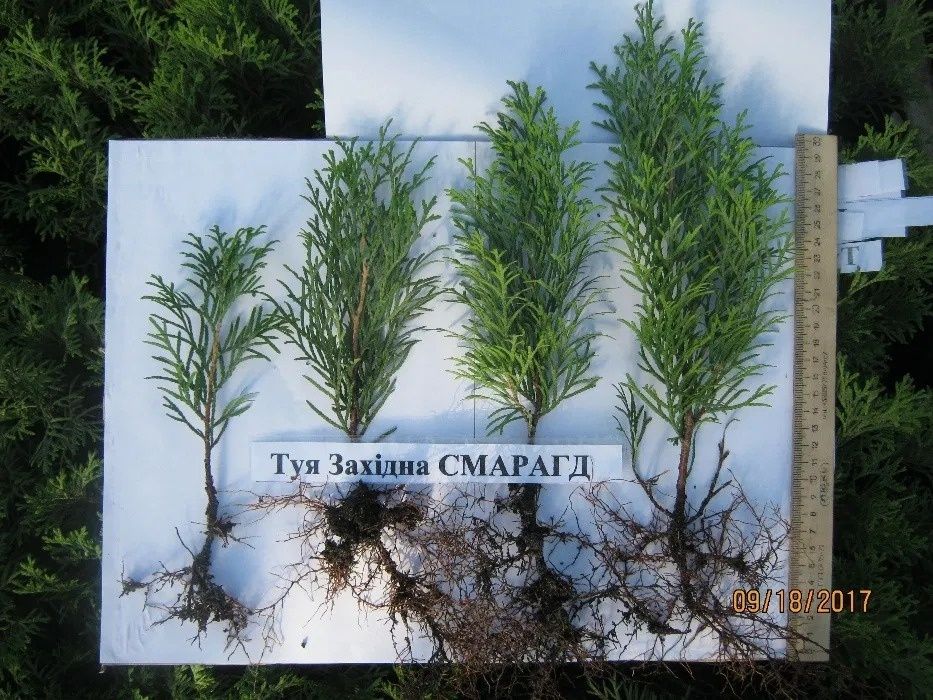 Вкорінені черінки туї,ялівця,самшиту