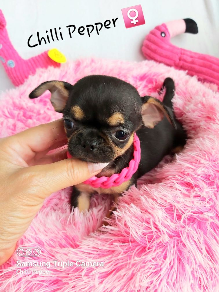 Przepiękna MINI suczka chihuahua krótkowłosa gotowa do odbioru