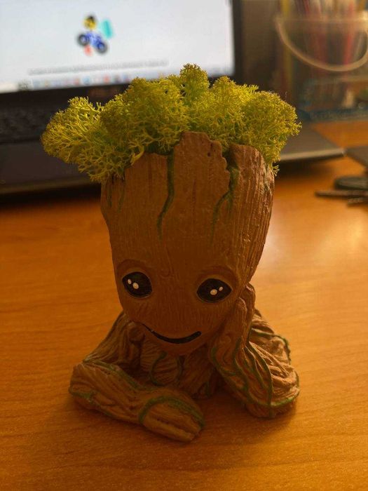 Мох в горшочке (комнатное растение)