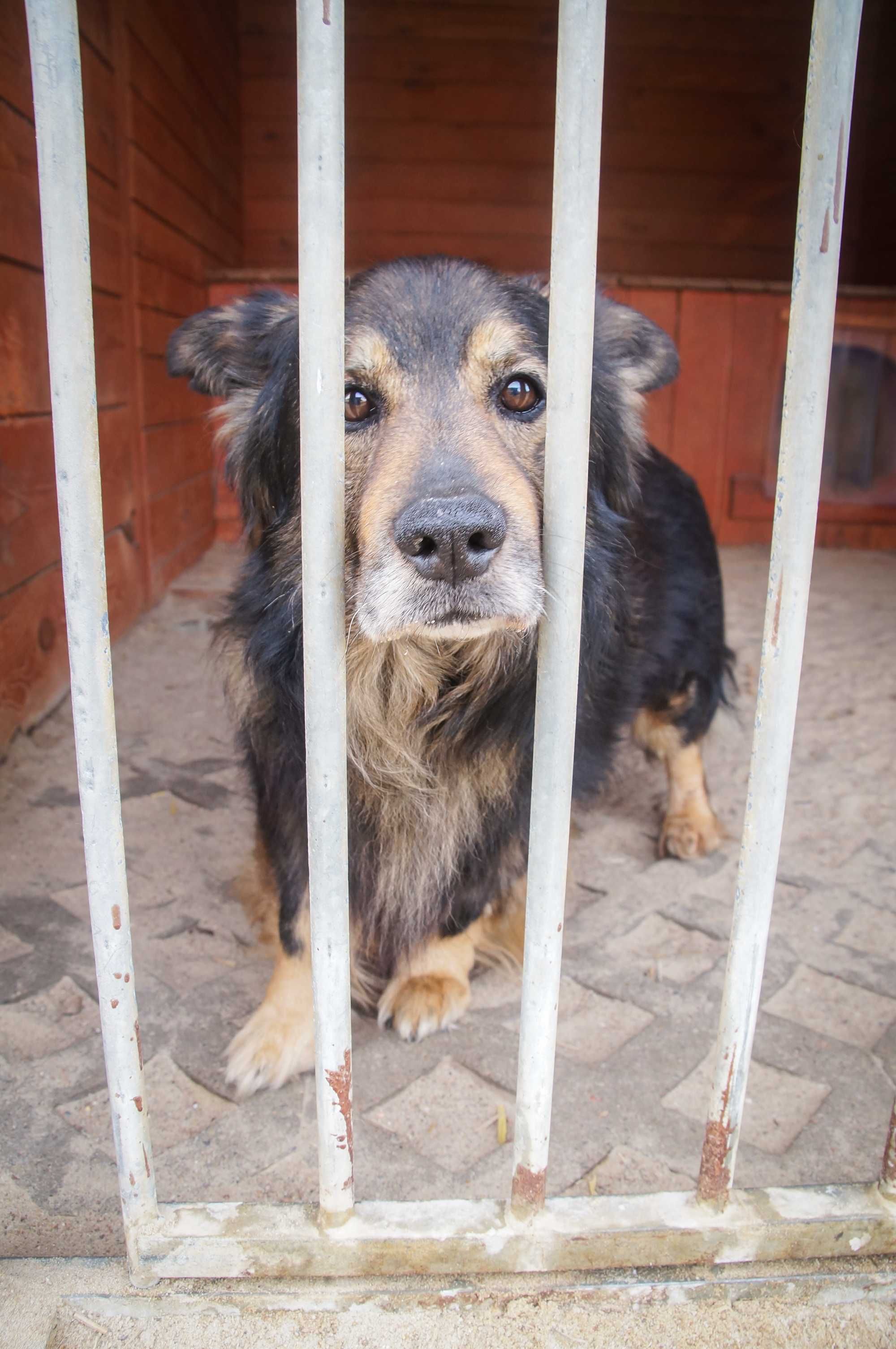 Misiu - kochany seniorek do adopcji.