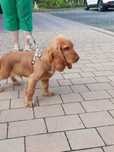 Piesek Cocker spaniel angielski