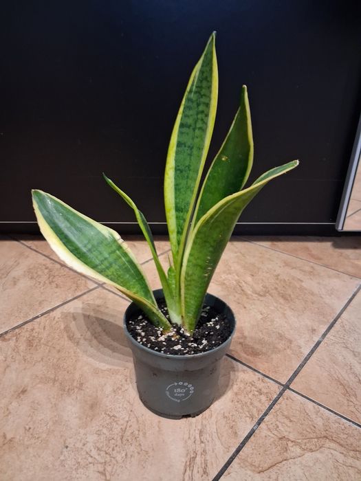 Wężownica, Sansewieria gwinejska, język teściowej