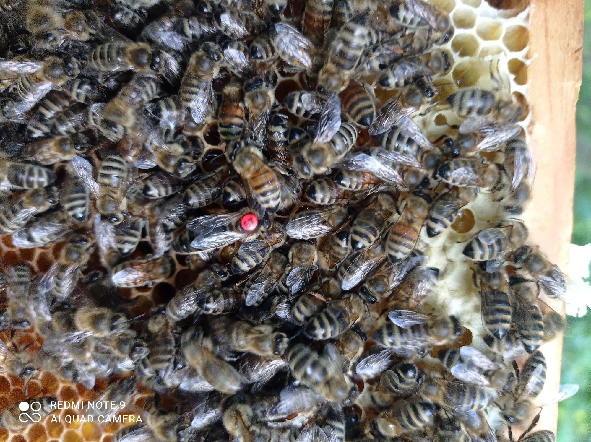 Rodziny pszczele i odkłady