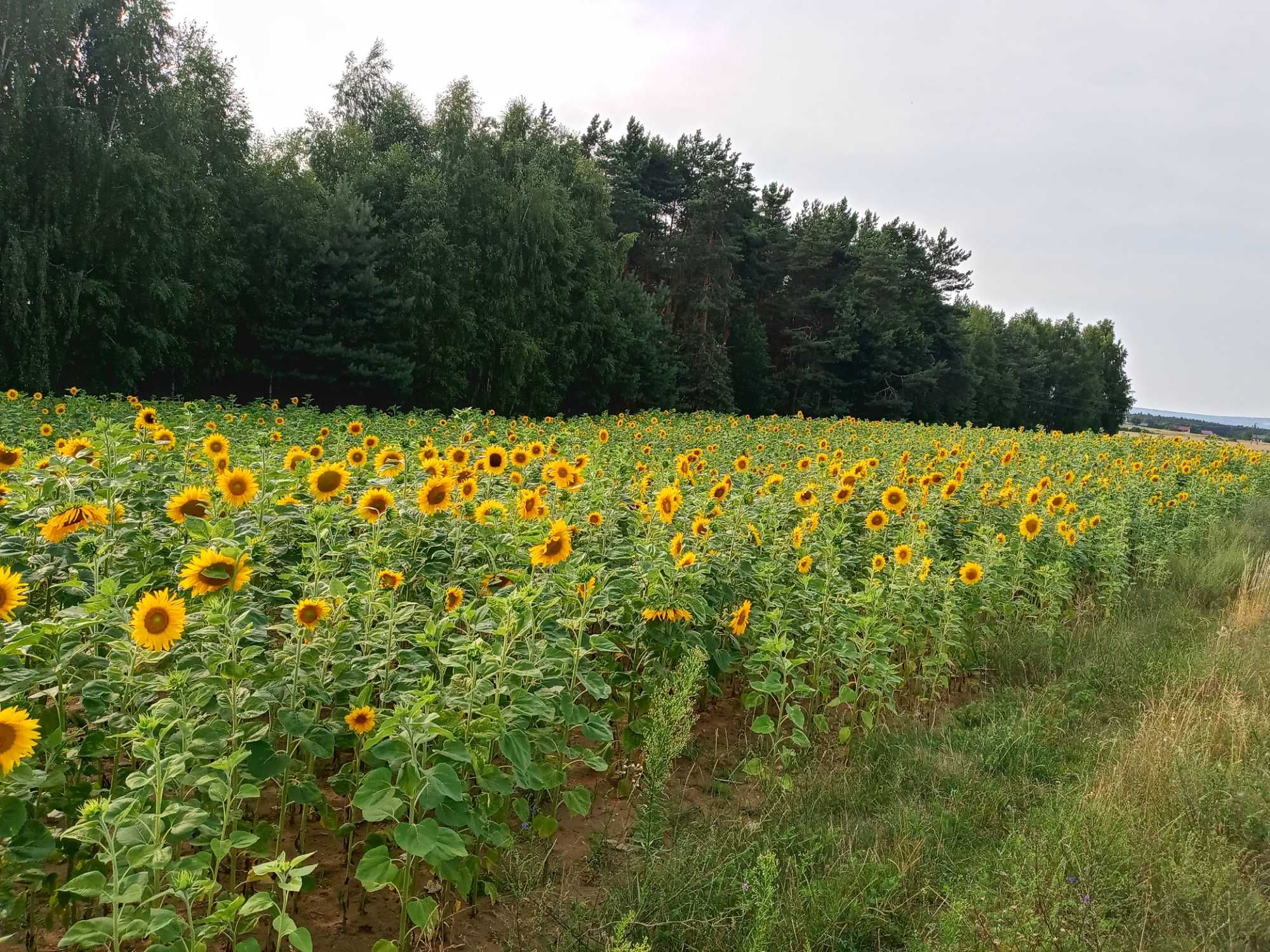 Słonecznik ozdobny na kwiat