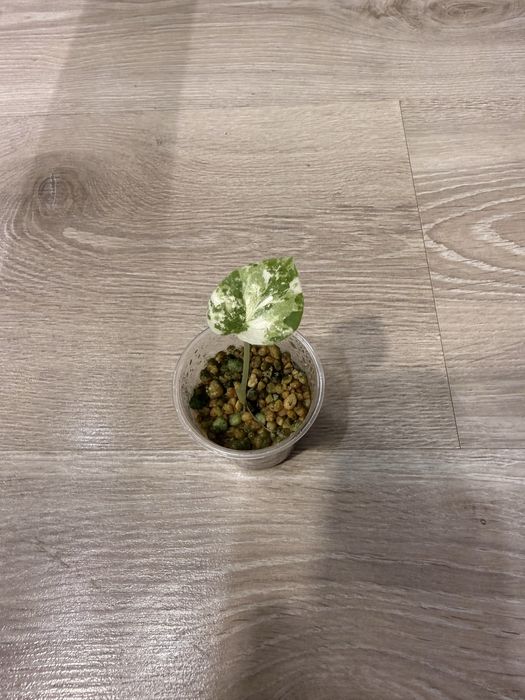 Alokazia dragon scale variegata
