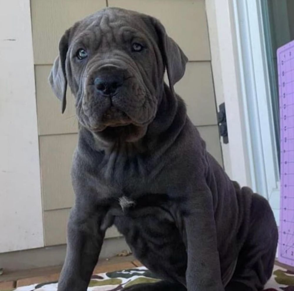 Cane corso Italiano-сірого окрасу