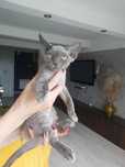 Devon rex niebieski kocurek