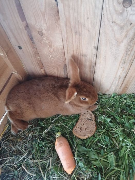 Królik Nowozelandzki czerwony ,tuszka