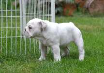 buldog angielski FCI biała suczka