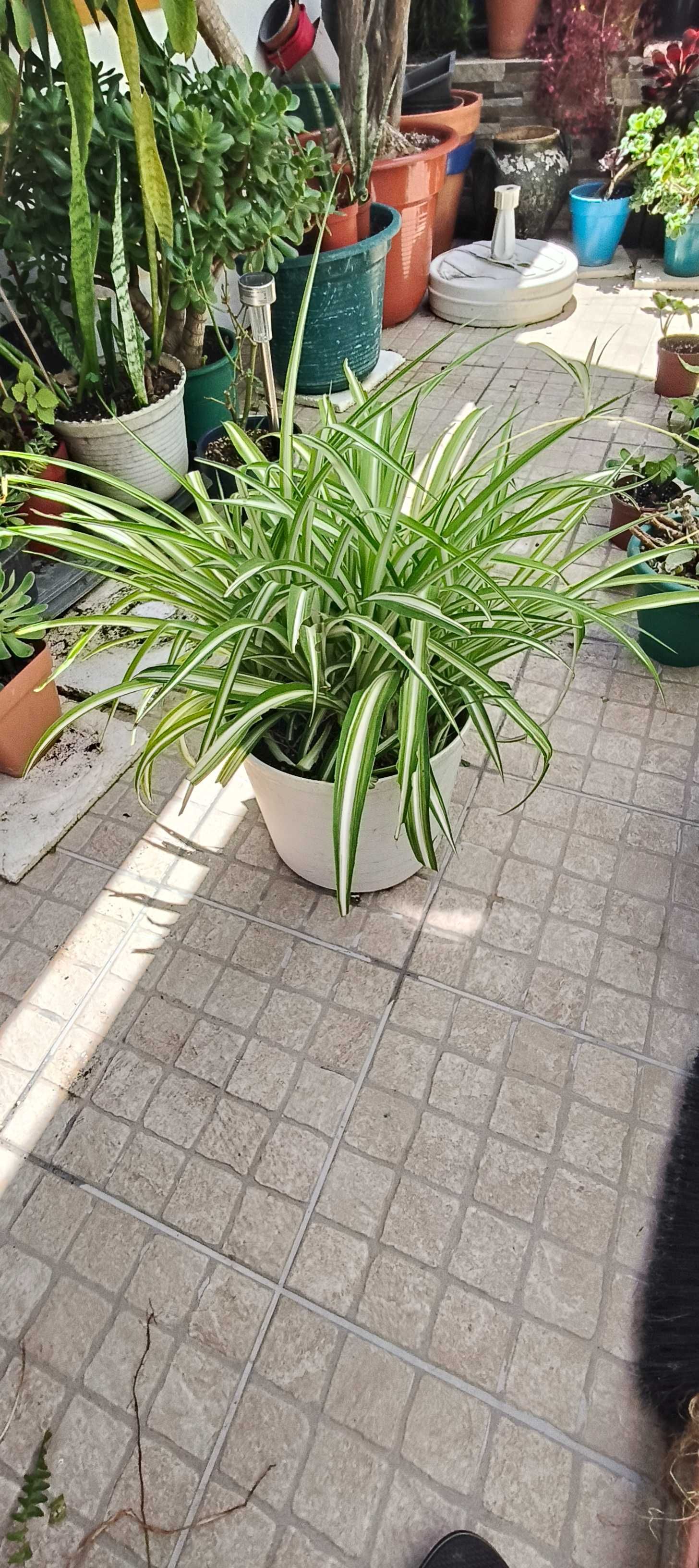 Planta Aranha / Chlorophytum