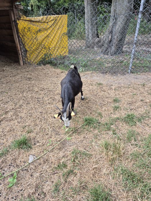 Kozy miniaturowe do ogrodów, zabawy z dziećmi, skubania trawy.