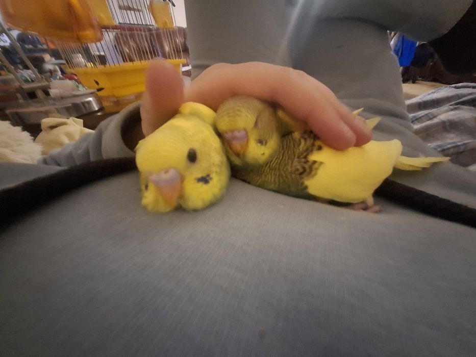 Хвилястики  1міс.