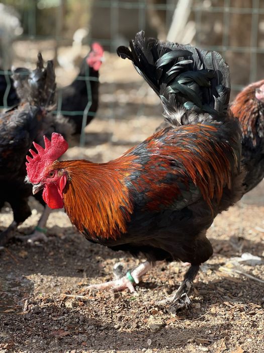 Marans casais opurtunidade