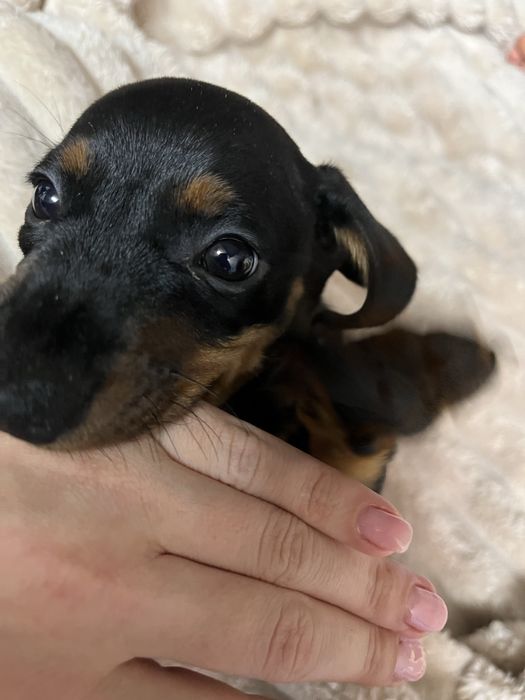 Продається хлопчик такса