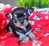 Gabryś malutki krótkowłosy chłopiec Chihuahua