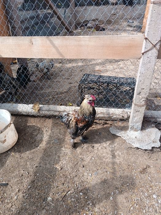 Продам карлікових півнів