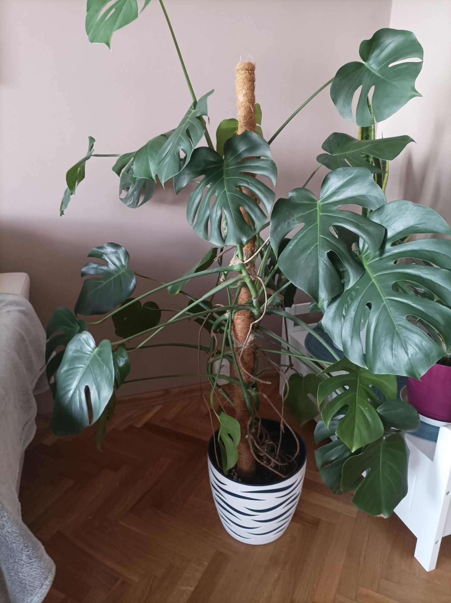 Monstera kwiat doniczkowy