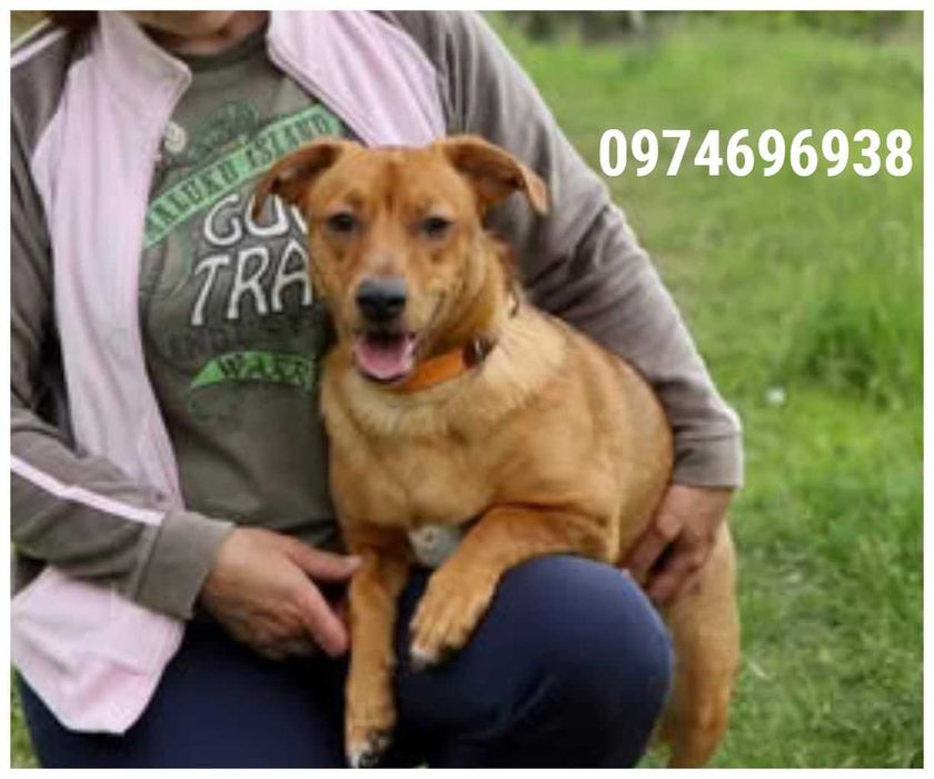 віддам собаку щеплені адекватні