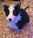 Border collie Femea