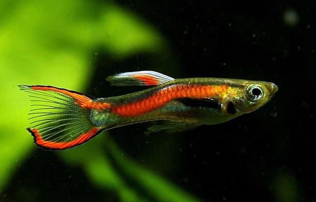 Roślinki akwariowe - Ludwiga - moczaka - hydroklea - gupik - glonojad