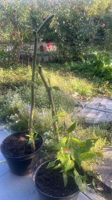 Бругмансія 1метр