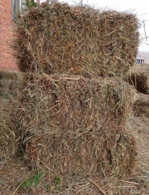 Сіно різнотрав'я, люцерна. Солома.