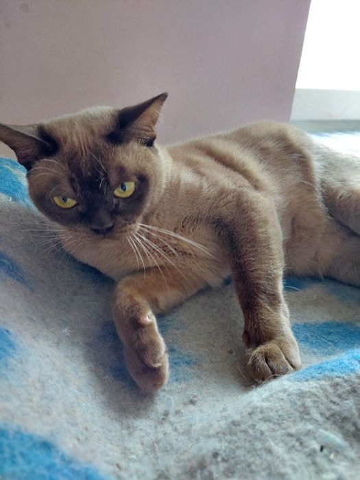 Czekoladowa kotka burmska / Burma, burmańska, kot burmski/