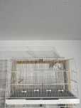 Material criacao aves