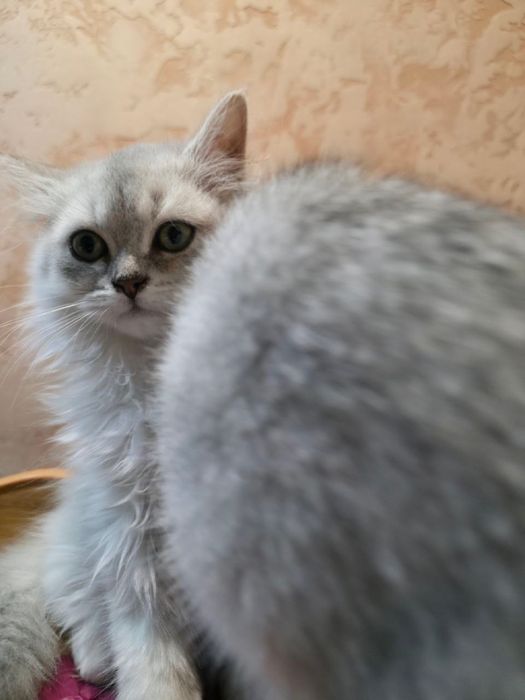 Серебристая шиншилла