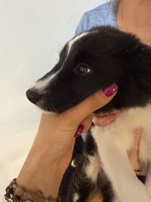 Suczka border collie