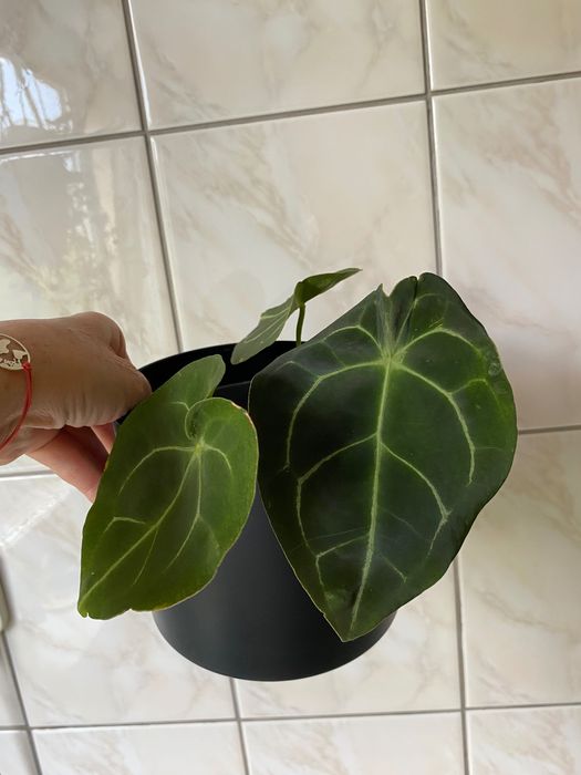 Anthurium hybryda