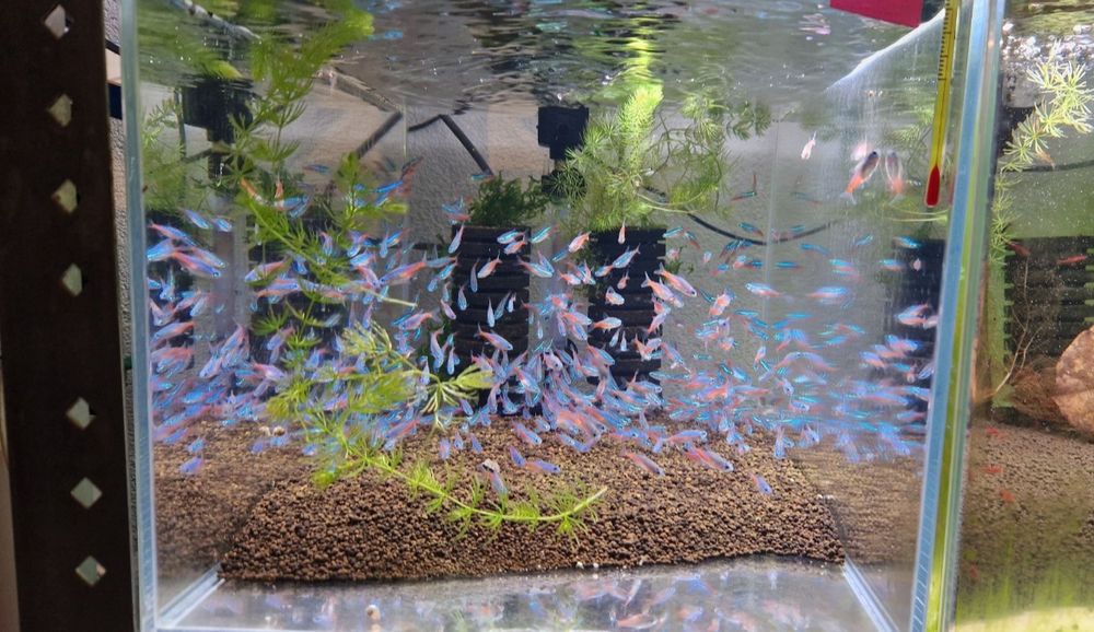 Neon innesa pakiety GDAŃSK