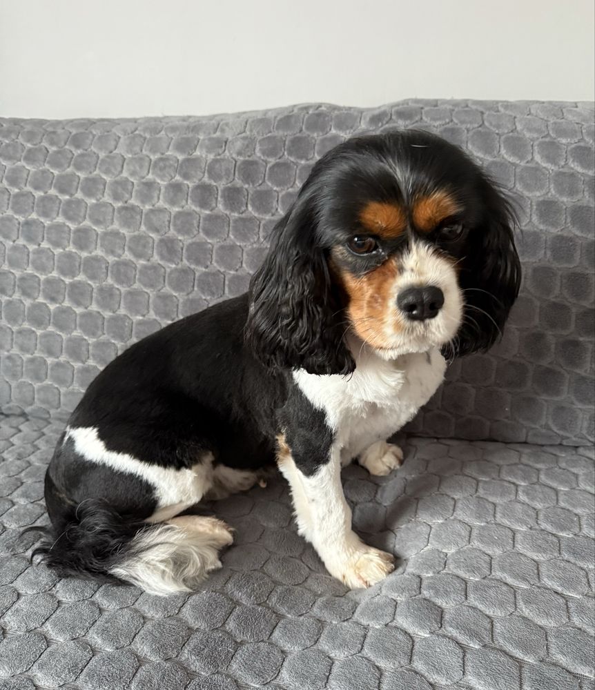 Suczka Cavalier King Charles Spaniel
