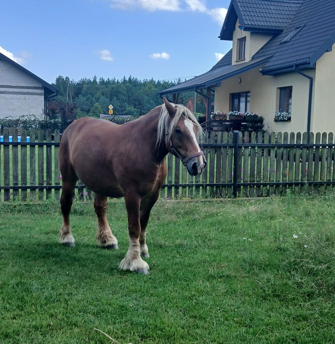 Sprzedam klacz źrebną