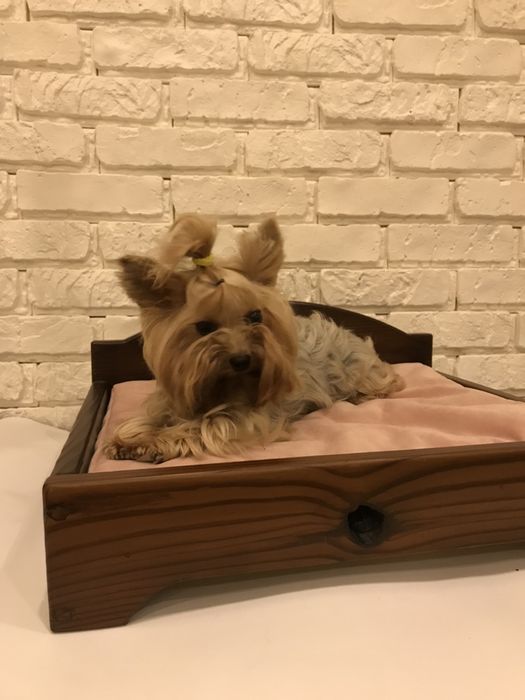 Лежак для вашего любимца