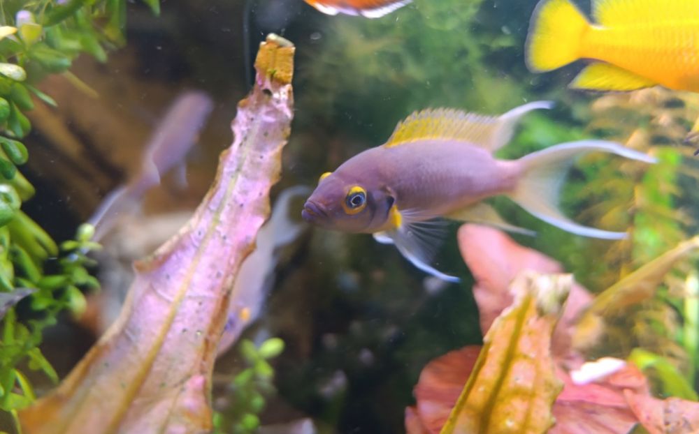 Неолампрологус пульхер(Дафаділ)