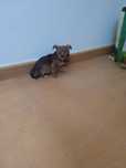 Cachorrinha bebê X pinscher