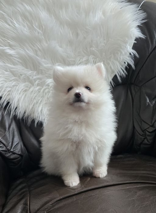 Szpic Miniaturowy Pomeranian