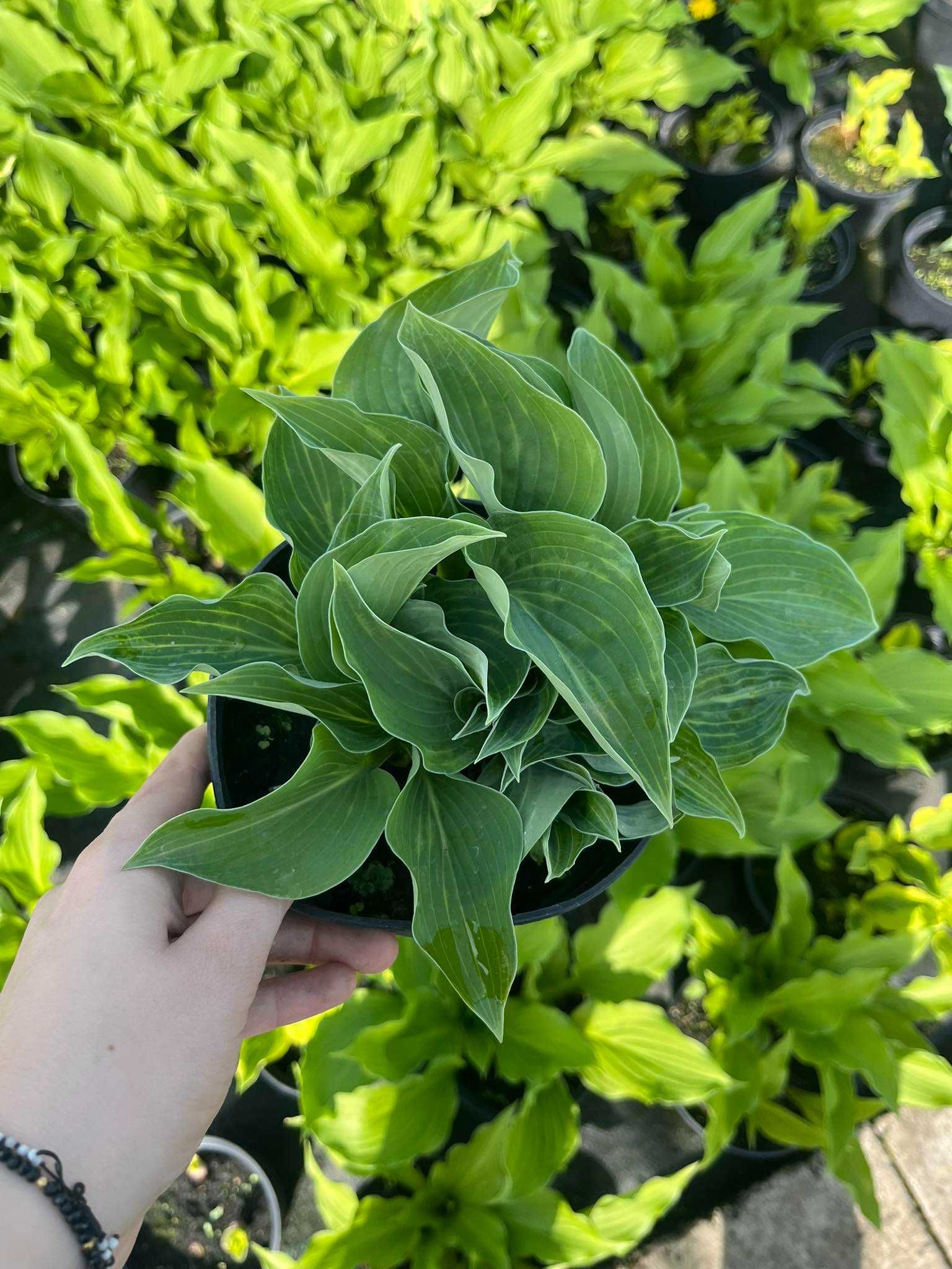 Funkia miniaturowa, sadzonki do ogrodu, Hosta 10 szt.