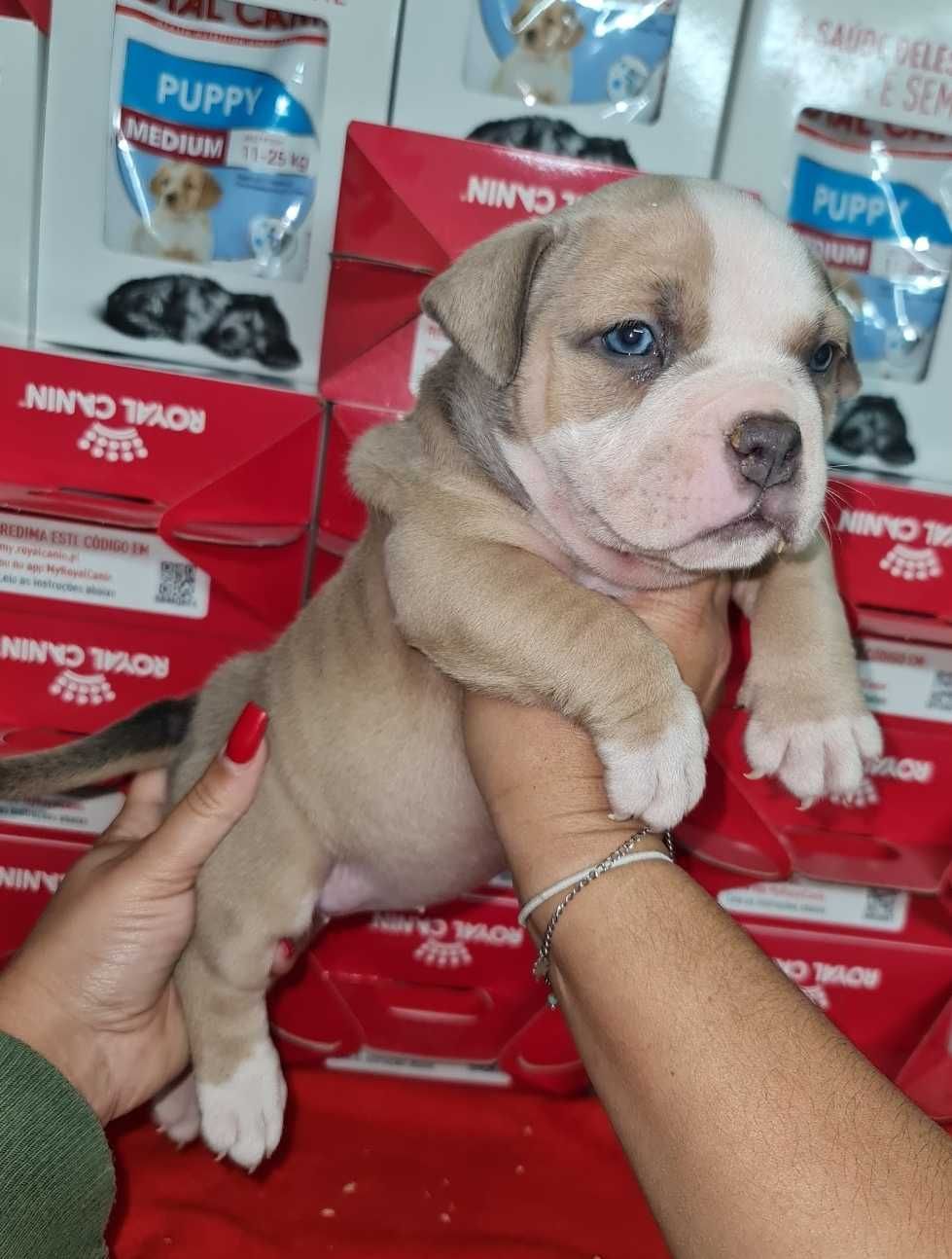 American Bully Pocket