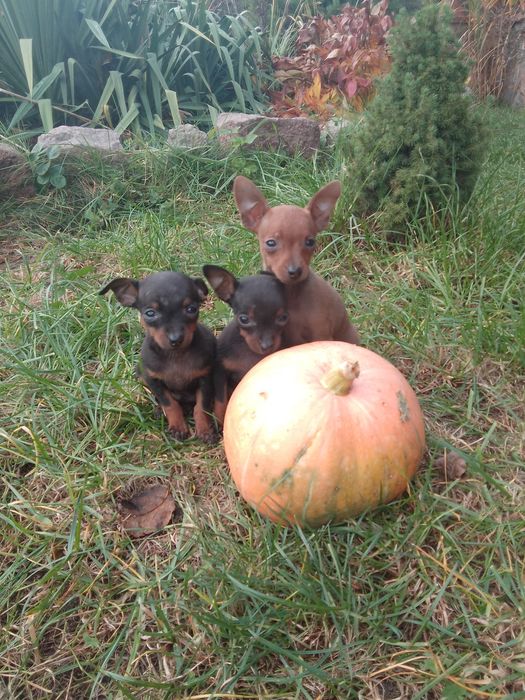 Ratlerek Pinczerek miniaturka