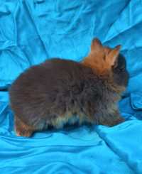 Карликовый голандский мини кролик очень редкого окраса шоколадный тан