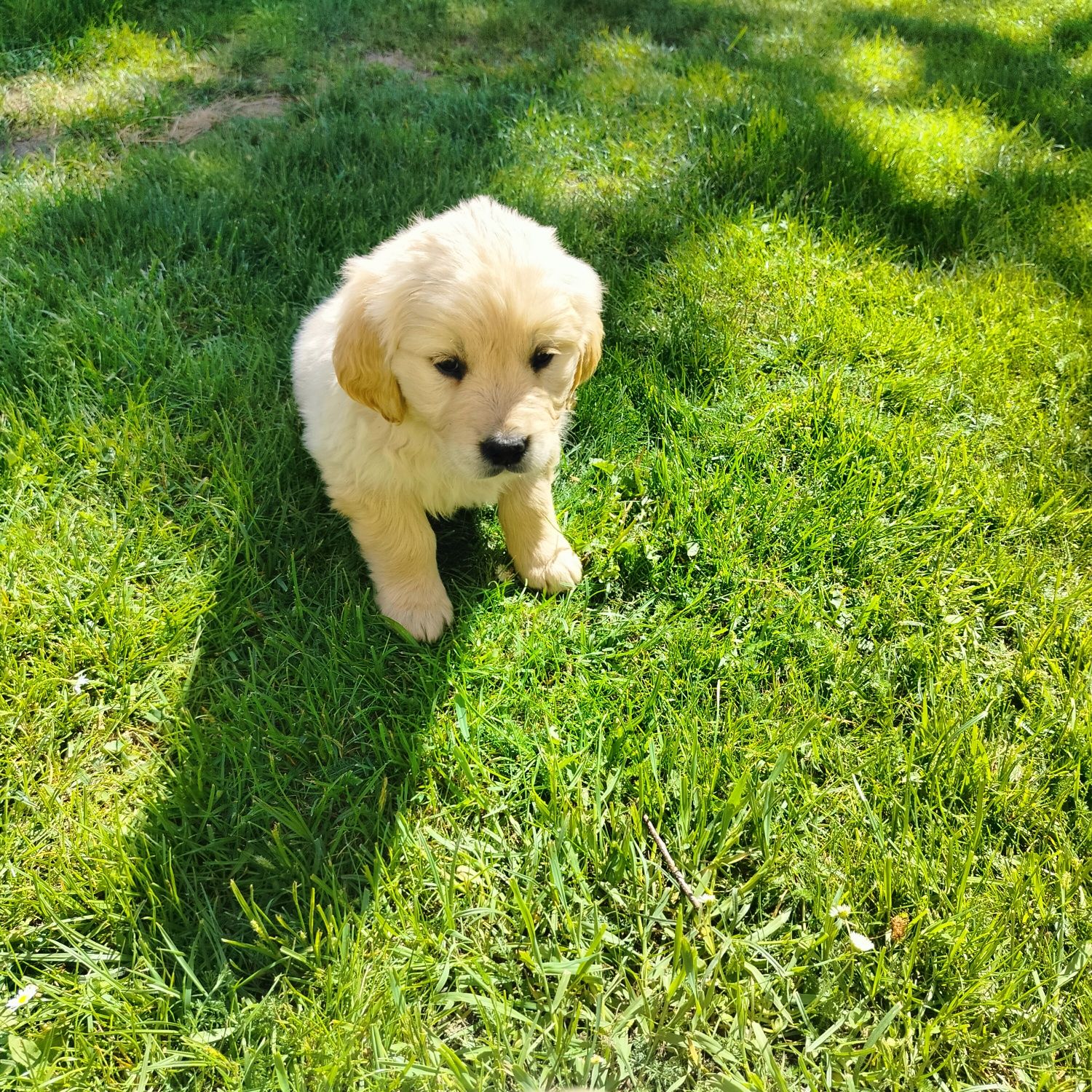 Golden Retriever