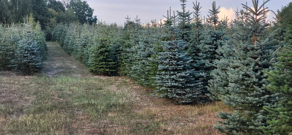 CHOINKI Świerk srebrny HURT własna plantacja cięte donice transport