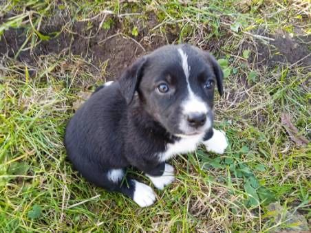 Pieski do oddania. Suczki. Kundelki