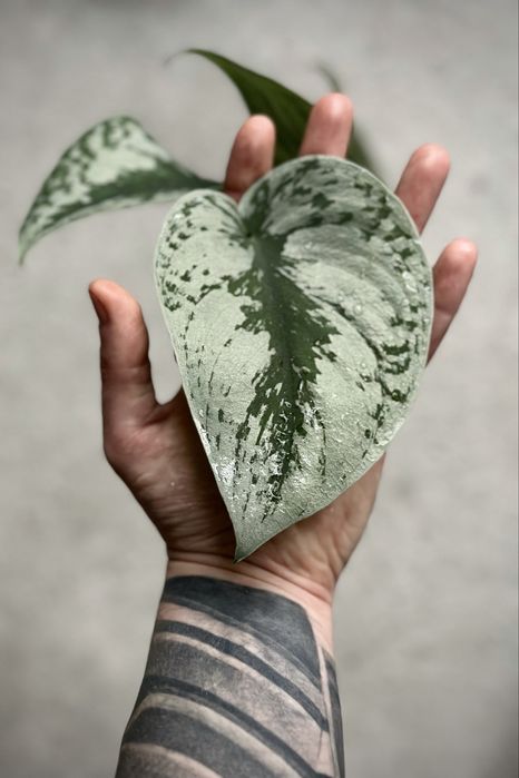 Scindapsus pictus Trebie / Exotica - satynowy, srebrzysty, duże liście