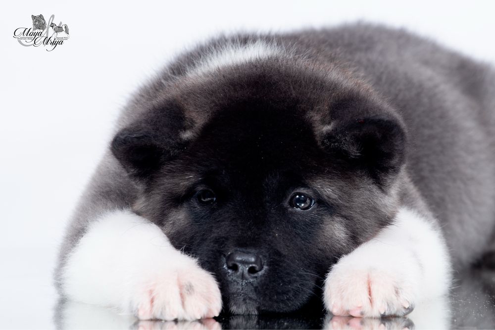 Американська акіта/ американская акита / american akita