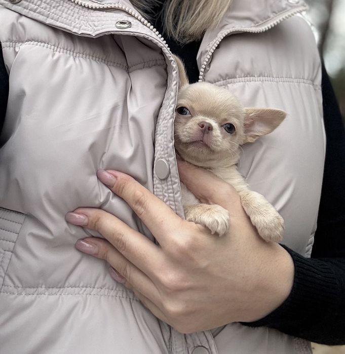 Przepiękna sunia mini chihuahua FCI