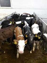 Jałówki  mleczne Hf,RW na krowę, transport, Mięsne Byczki, Jałówki