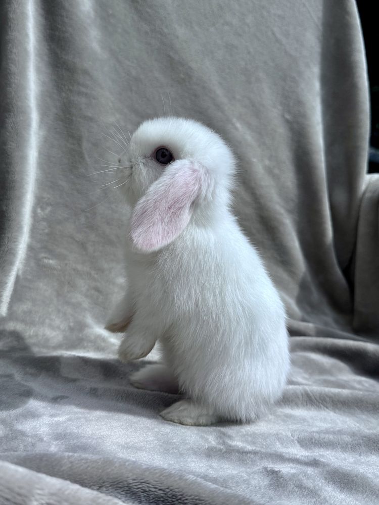 Mini Lop, Baranek Miniaturowy